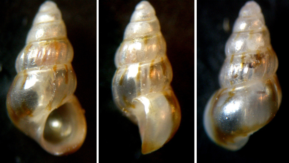 Pusillina